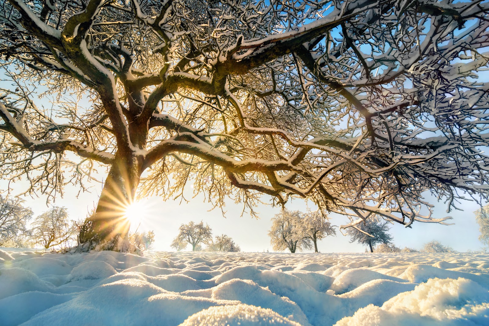 Snow covered ground and trees with a starburst of sun peeking just above the horizon