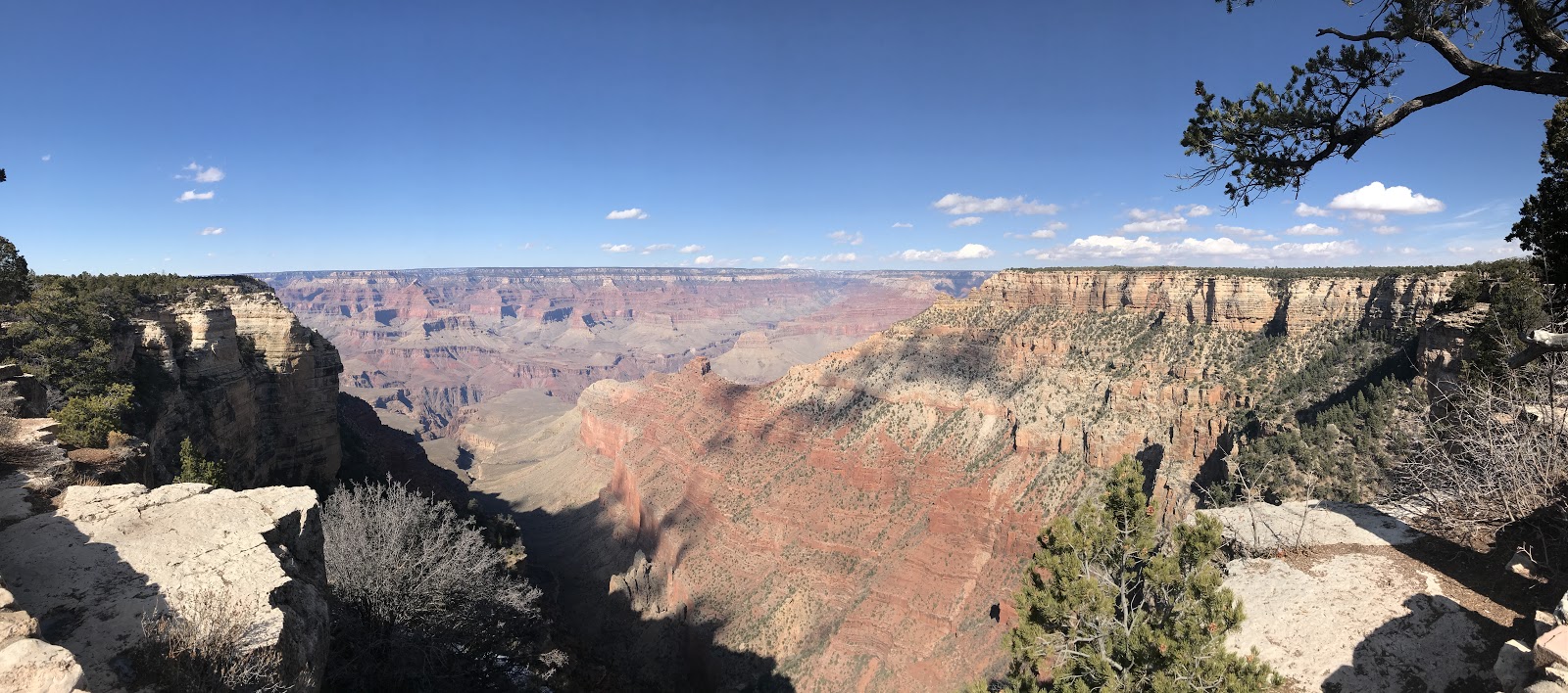 the grand canyon clear day red rock and tree in foreground on a clear day panoramic view