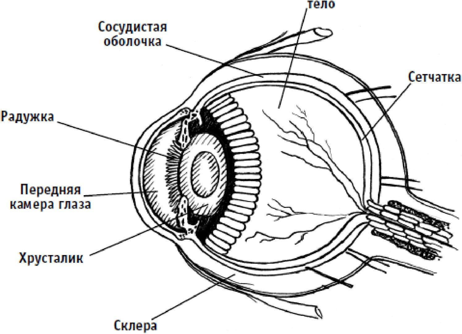 К оптической системе глаза относятся хрусталик. Светопреломляющие среды глаза анатомия. Наружное строение глаза. Строение глаза без подписей. Светопреломляющий аппарат глаза.