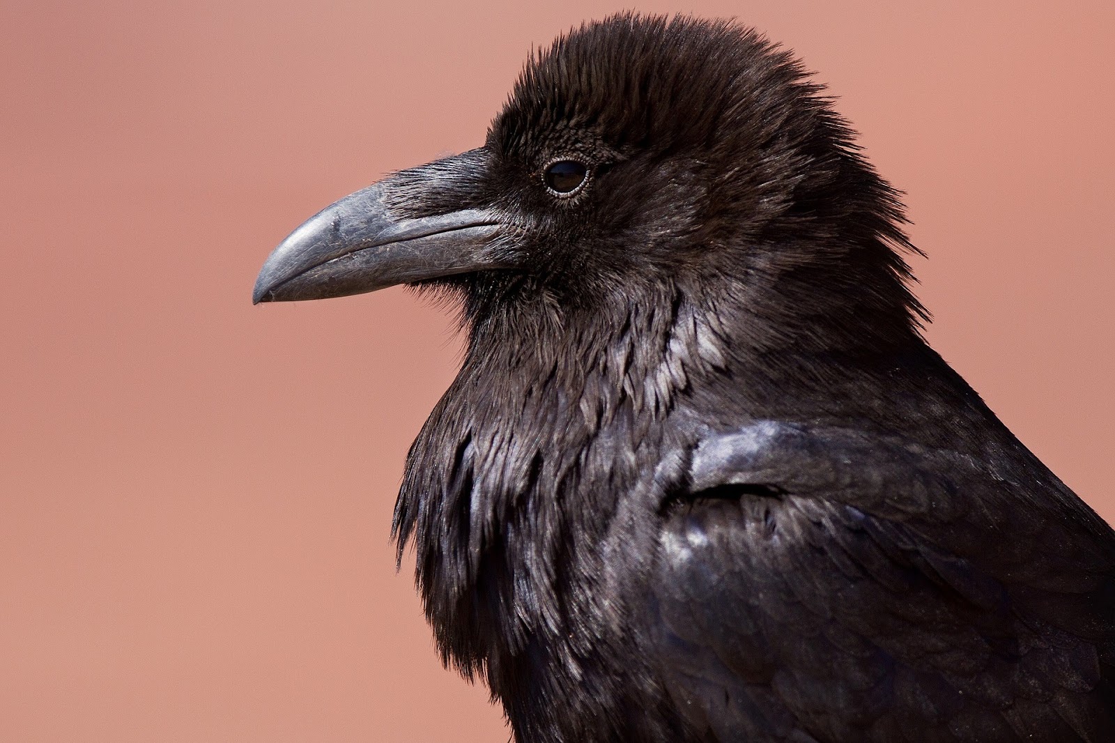  pet raven