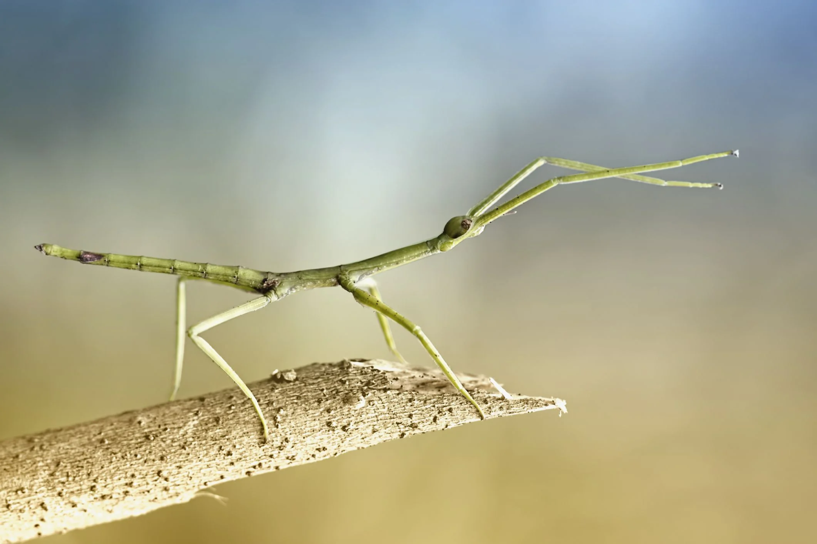 Stick Bugs