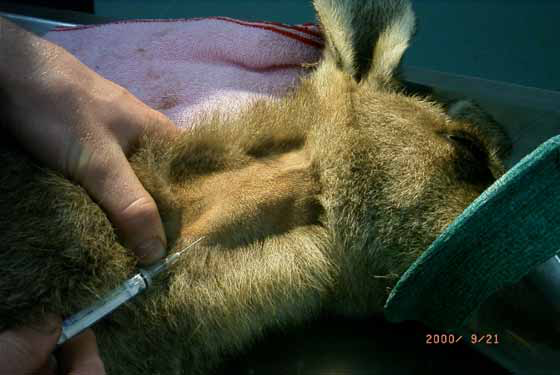 Jugular vein in an eastern grey kangaroo.