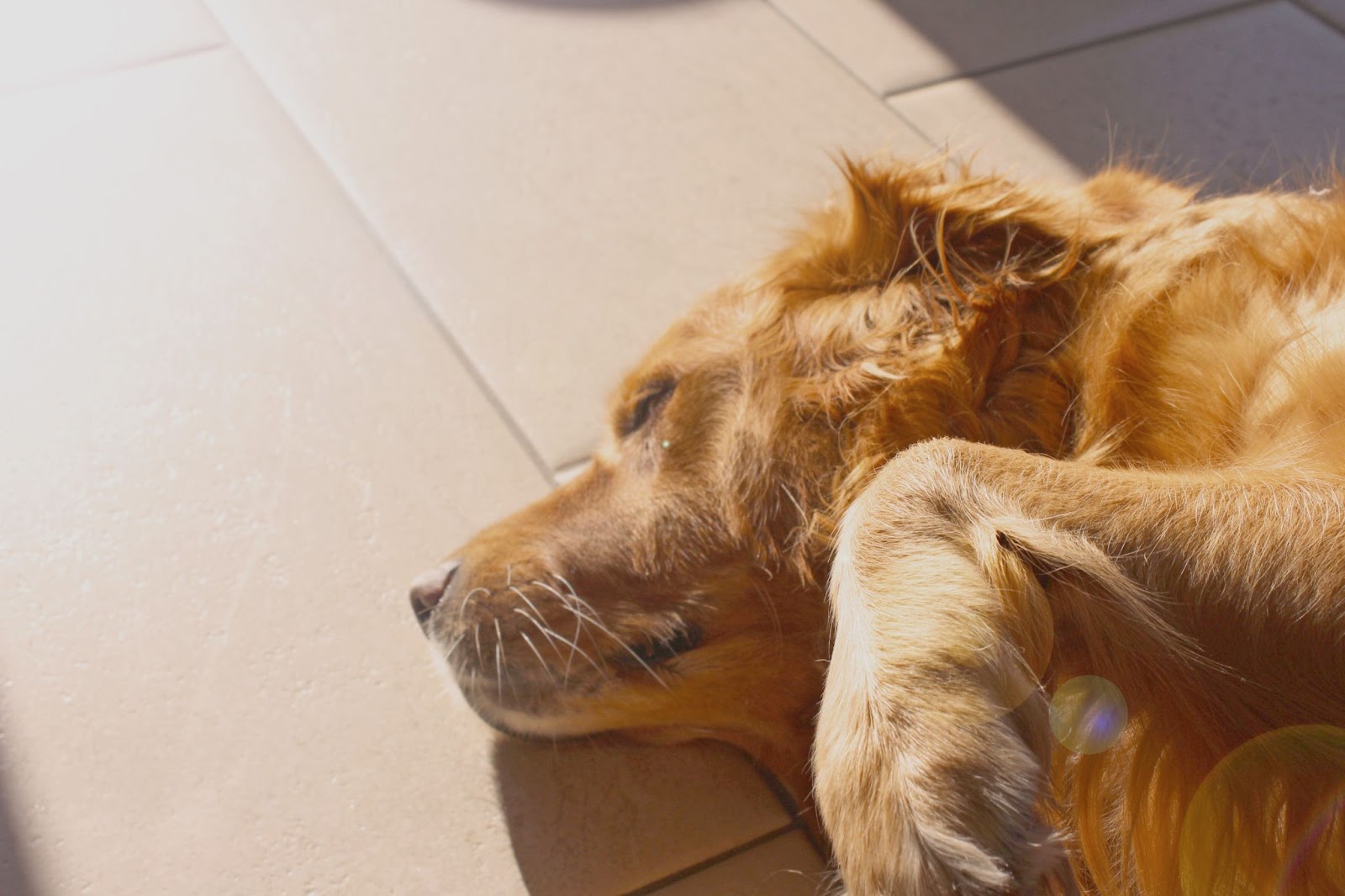 Sunbathing dogs