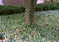 ivy as groundcover