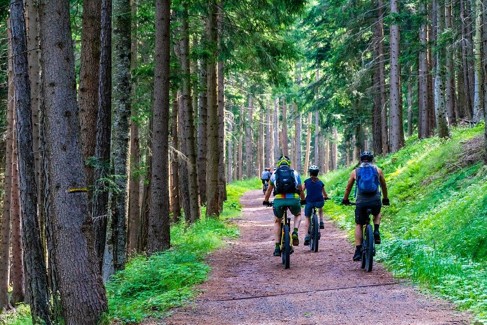 A group of people biking in a forest