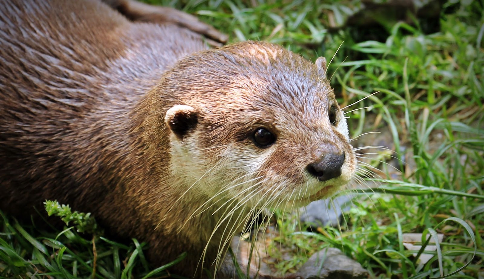 An otter at Wild Florida sits in grass after a swim.