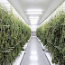 Buying Hemp Buds Wholesale