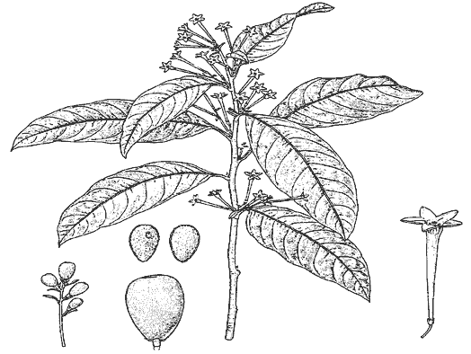 The attractive lance-shaped leaves, the fragrant greenish-white to cream-colored tubular flowers, the clusters of white berries, and the enlarged berry and seed characterize this tropical plant