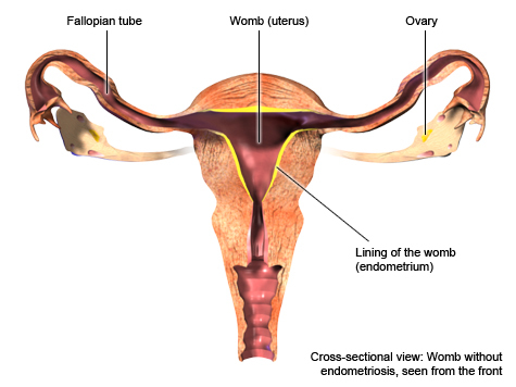 Uterine anatomy where endometriosis cells may reside