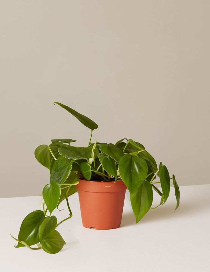 Tanaman Philodendron