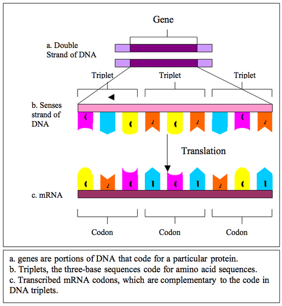 Un gène est présenté décomposé en ses composants, mettant en évidence le processus de traduction.