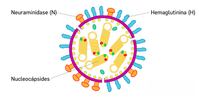 Estrutura do vírus influenza