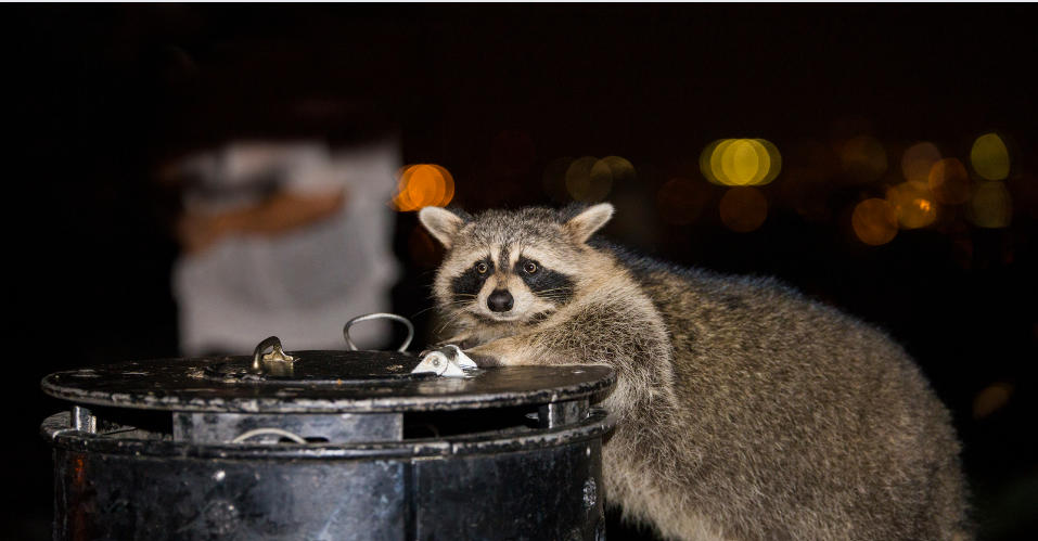 Raccoon in trash