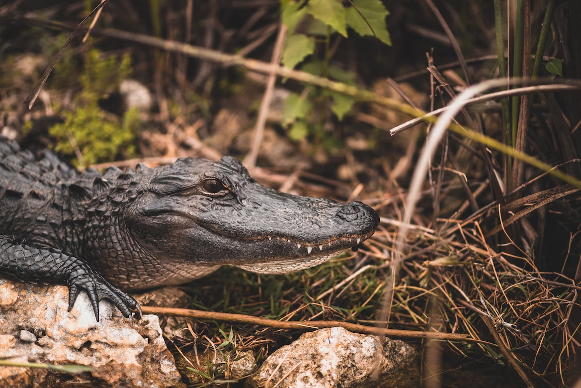 Alligators in the Gulf of Florida