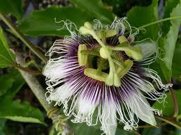 Image result for Passiflora edulis