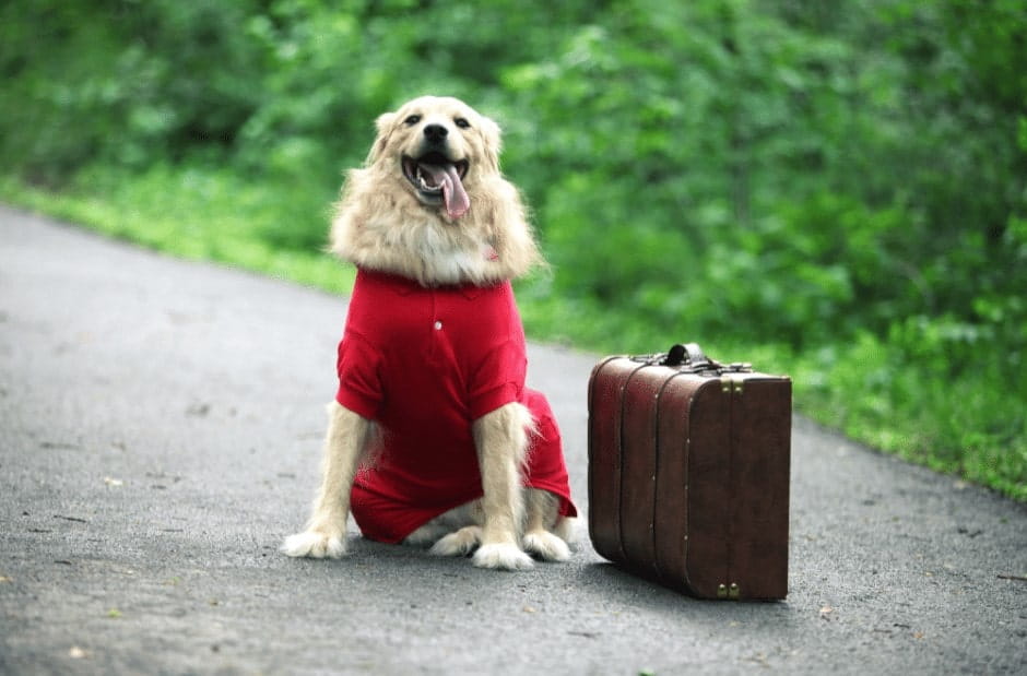 dog breed for traveling