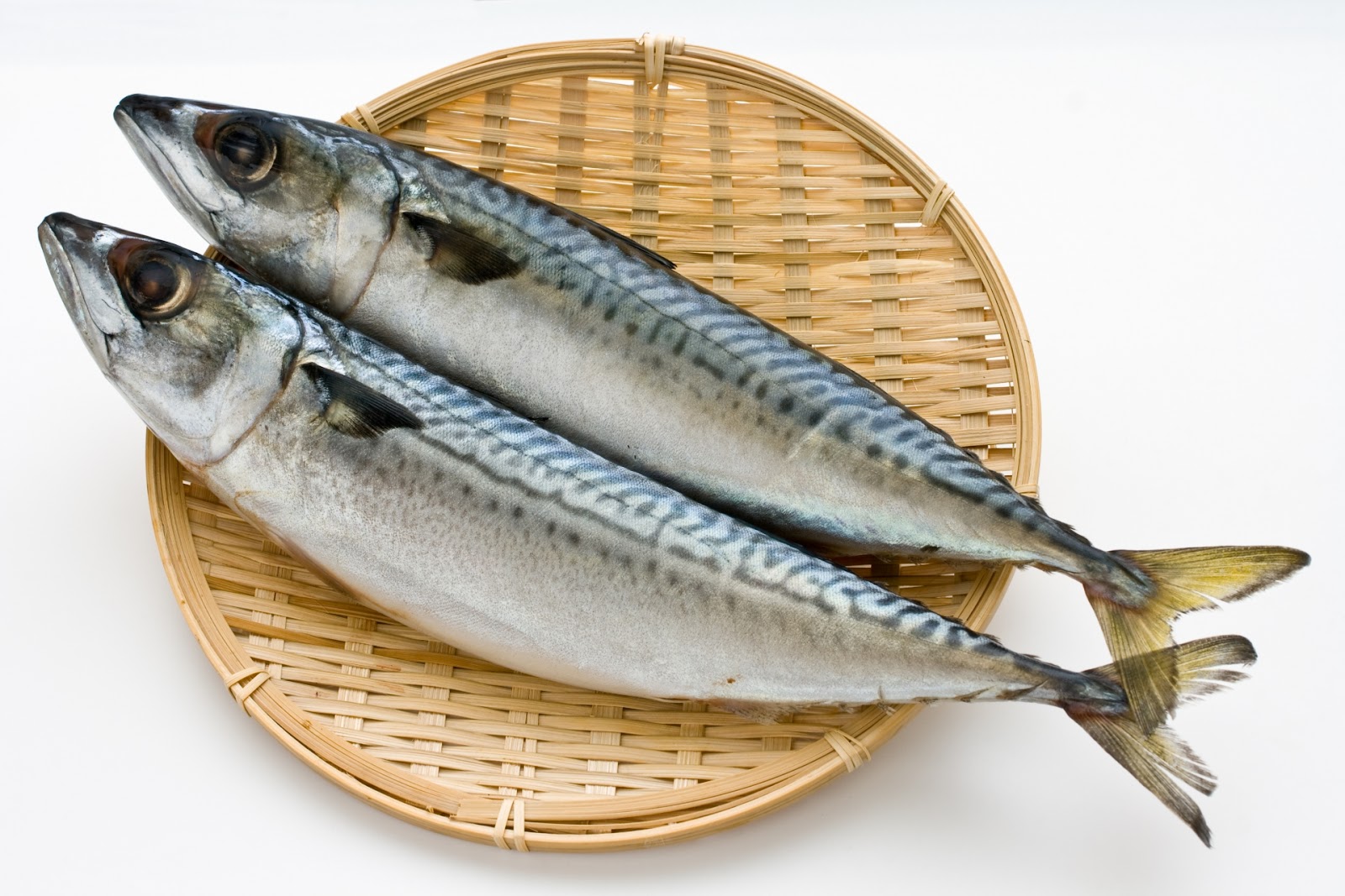 鯖魚