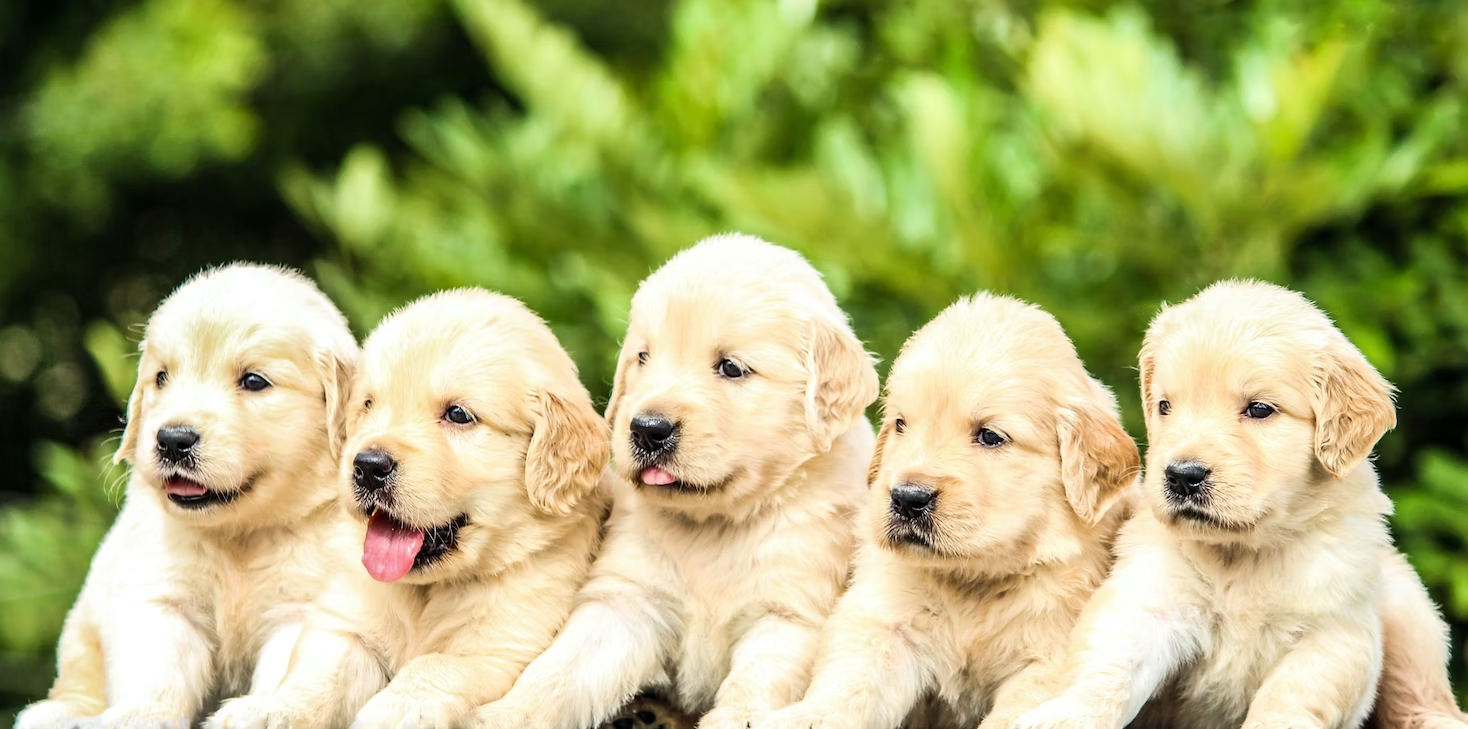 Five golden retriever puppies posing.
