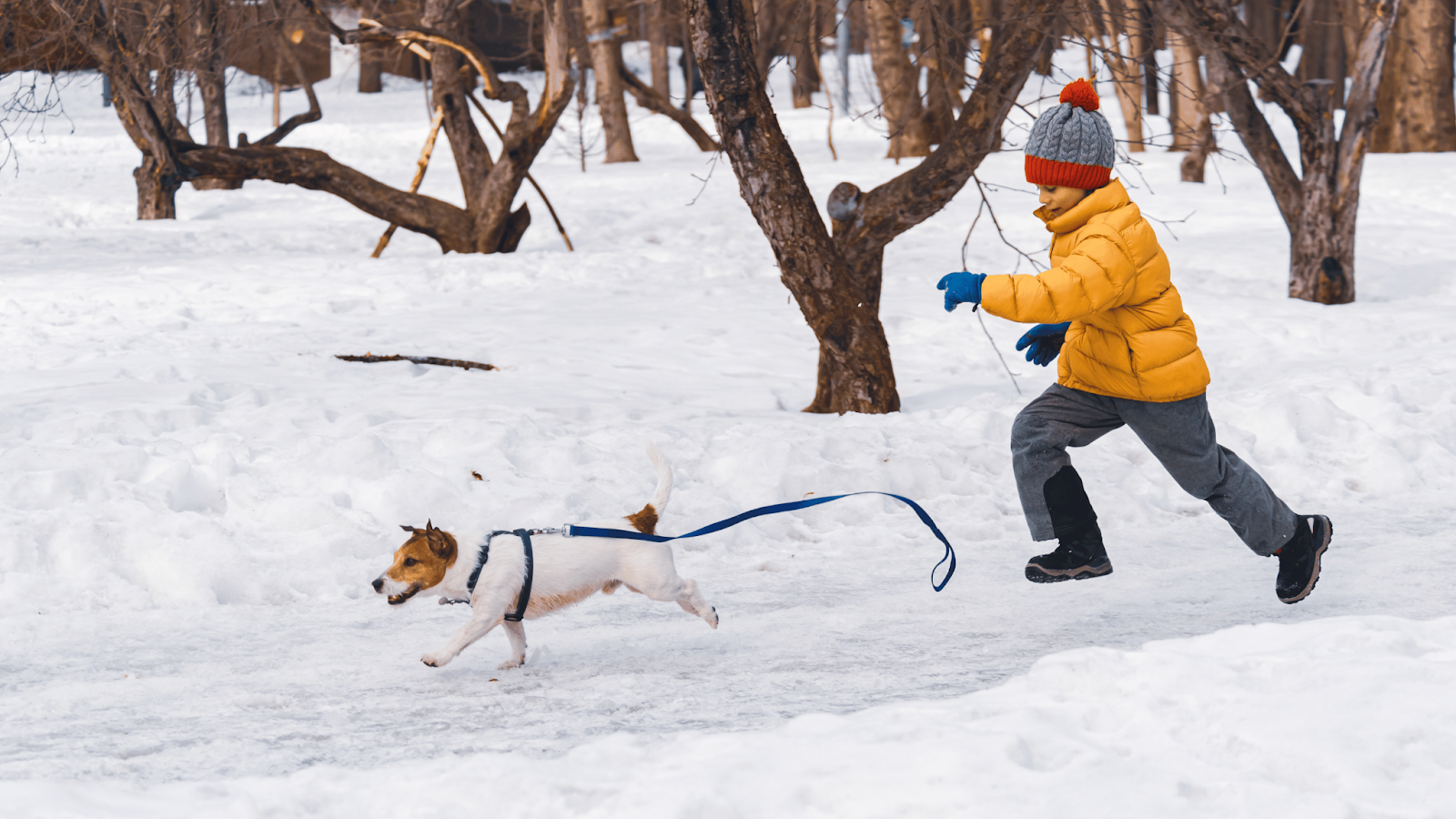 a child running after a Jack Russell terrier with a dropped leash as the dog has not been trained to come when called