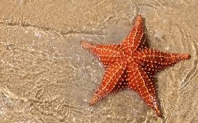 Image result for starfish