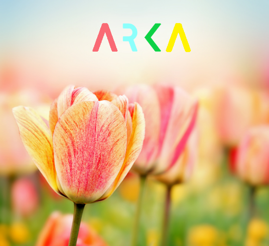a field of pink and yellow variegated tulips with bright Arka logo