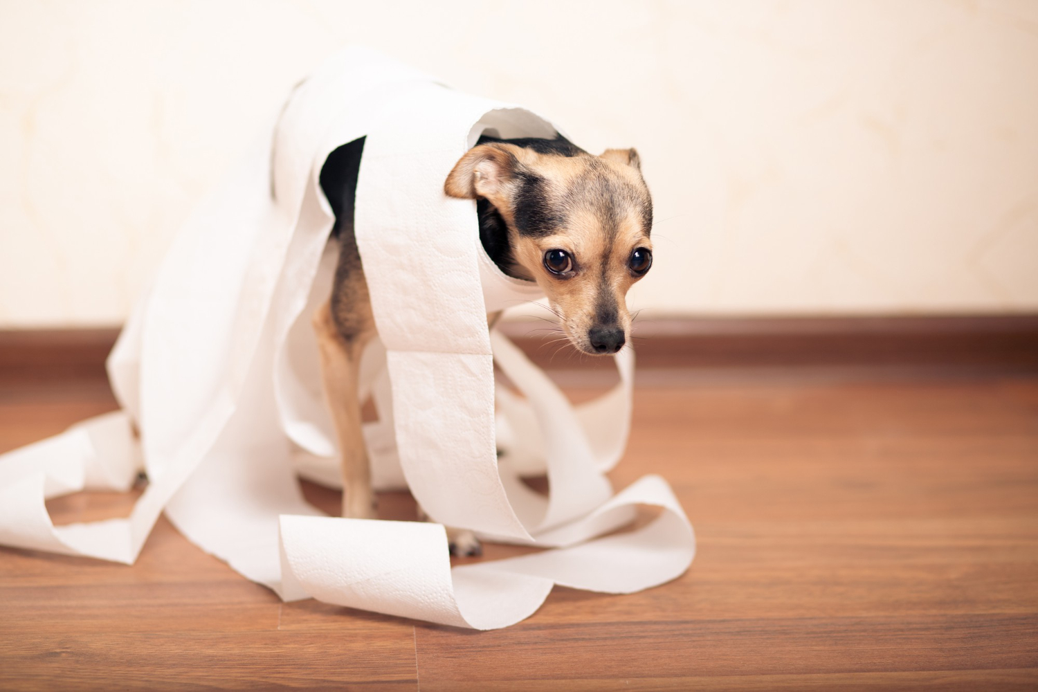A Dog With Urinary Incontinence