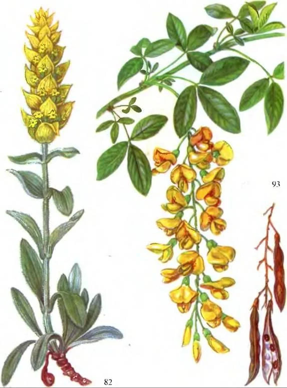 D:\0 wd yedek\acr yedek\1 film indirme\sovremennaya_fitoterapiya_dosyalar\image176.jpg