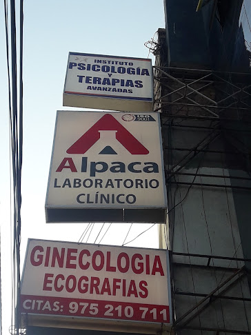 Alpaca - Trujillo