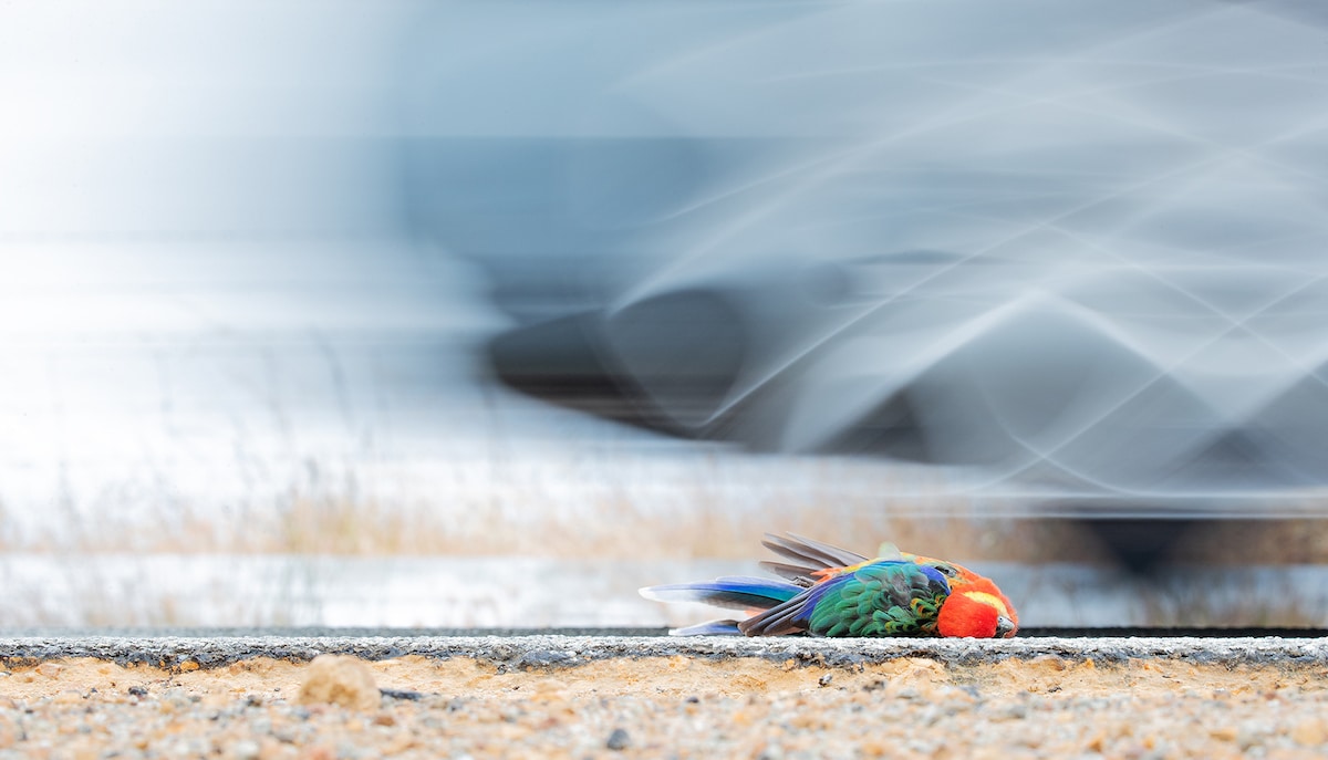 wheels of a car speed past the lifeless body of a beautiful Western Rosella