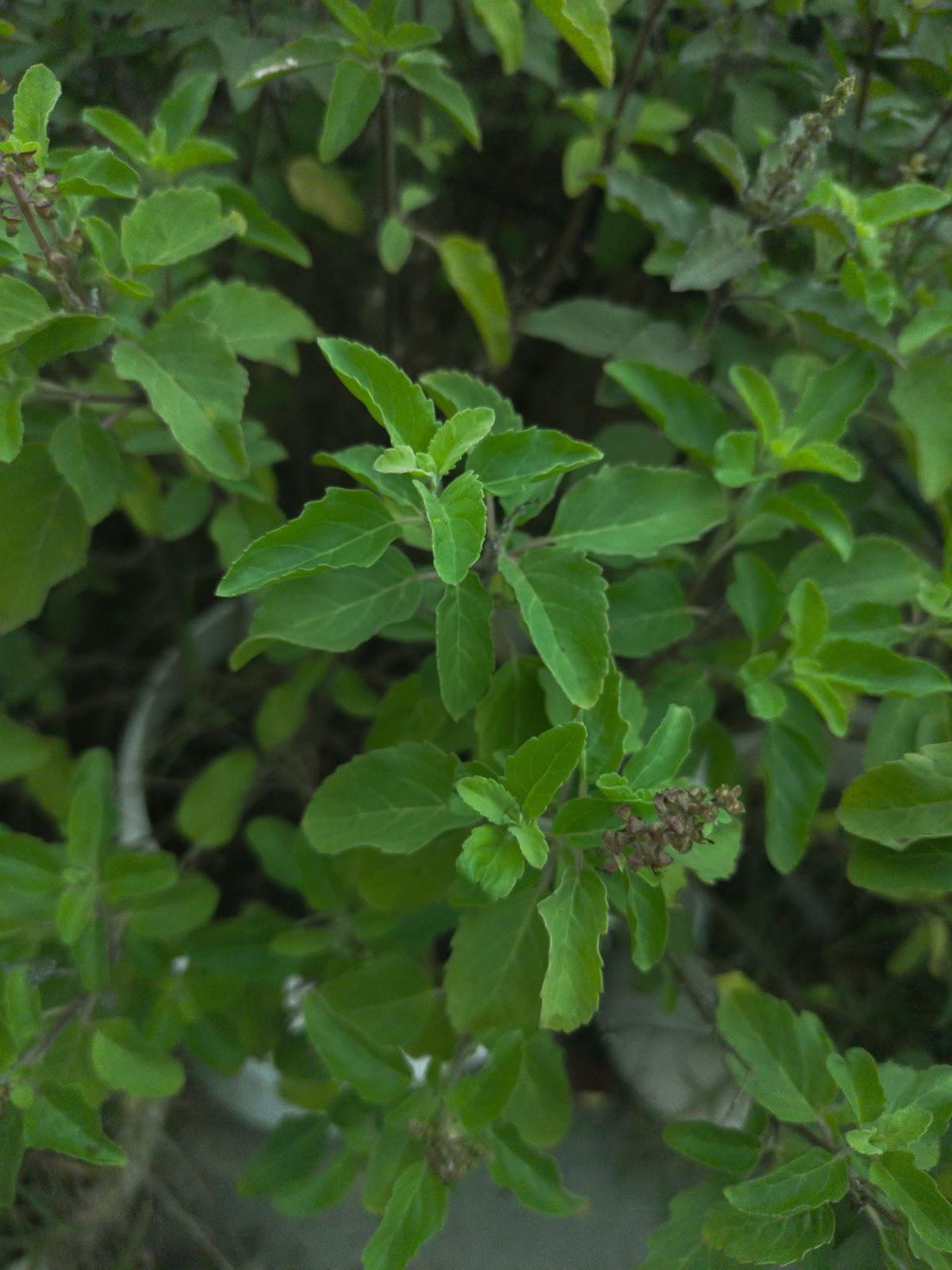 Tulsi