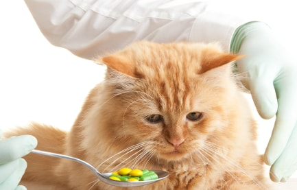 give-your-cat-to-take-vitamin-powders