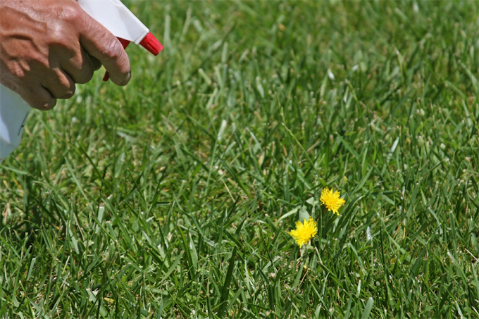 How to Get Rid of Most Common Garden Weeds