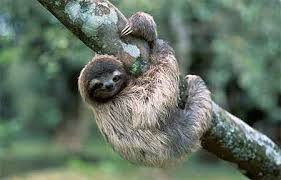 Image result for are sloths endangered