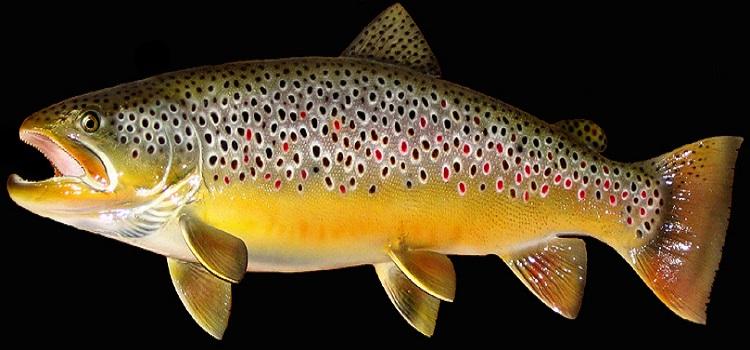 C:\Users\Home\Pictures\2016-01-types-of-colorado-fish-brown_trout_mount-Copy.jpg