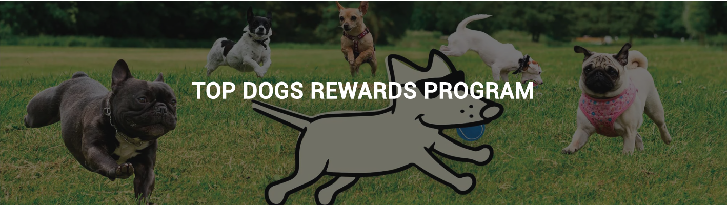 A screenshot of the banner of Teddy the Dog’s Top Dogs Rewards Program explainer page showing several dogs jumping in a field.