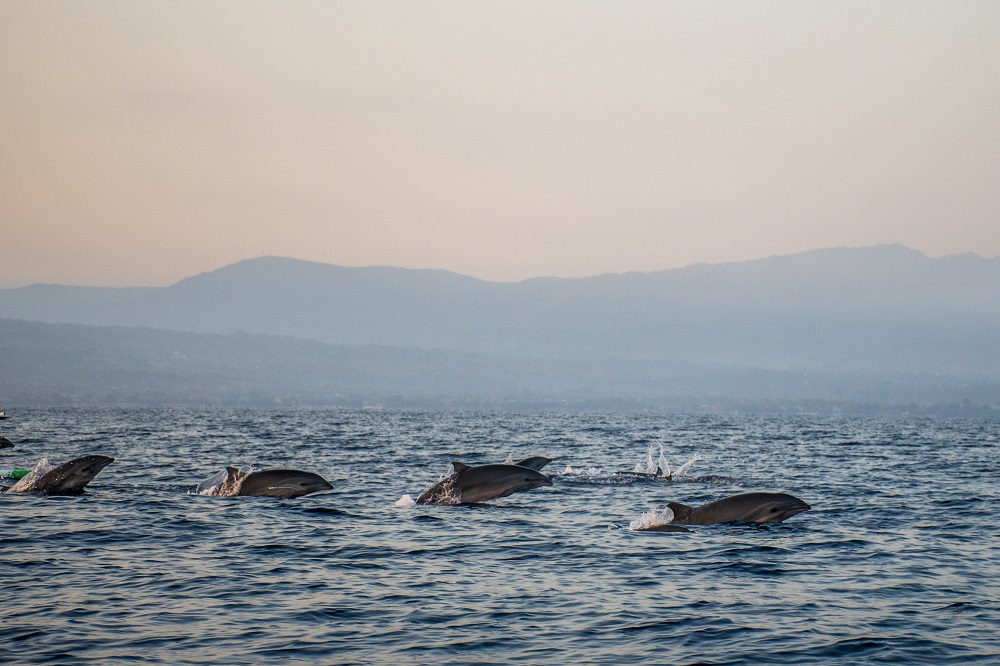 Dolphins in Lovina Beach