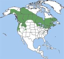 orthernflyingsquirrelmap.jpg