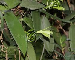 Image result for Vanilla planifolia