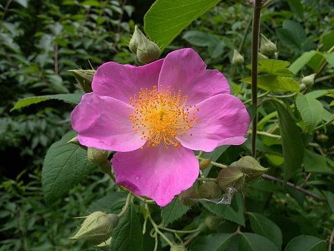 Climbing Rose (Rosa setigera)