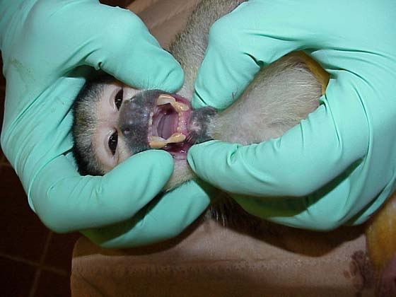 Dental exam of common squirrel monkey. Photomicrograph by R Duran-Struuck.