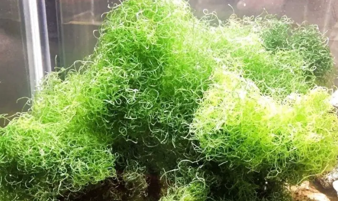 Spaghetti Algae - Salt Water Plant Aquarium