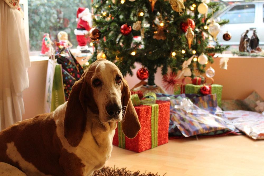 7 Things To Consider When Buying Gifts For Pets