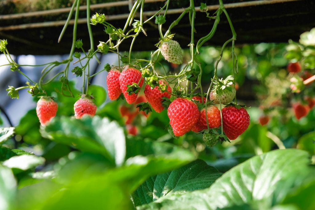Reyes Strawberry Farm