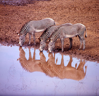 Grevy's zebras