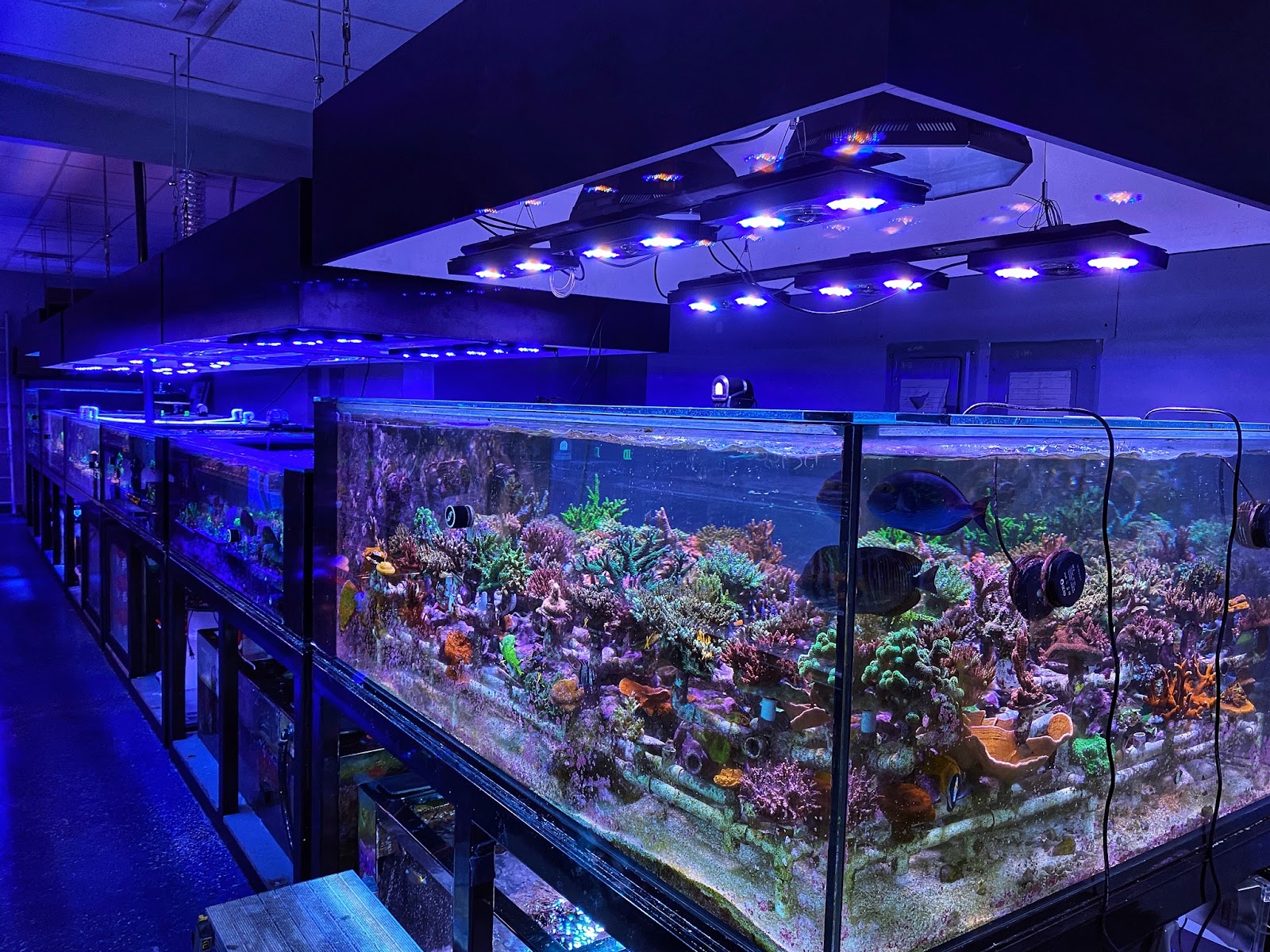 A set of coral display tanks at Top Shelf Aquatics