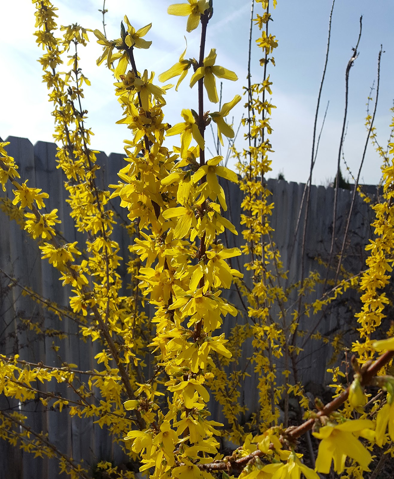 Yellow forsythia against a wooden fence and blue sky