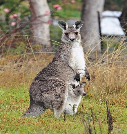 Kangaroo and joey03.jpg