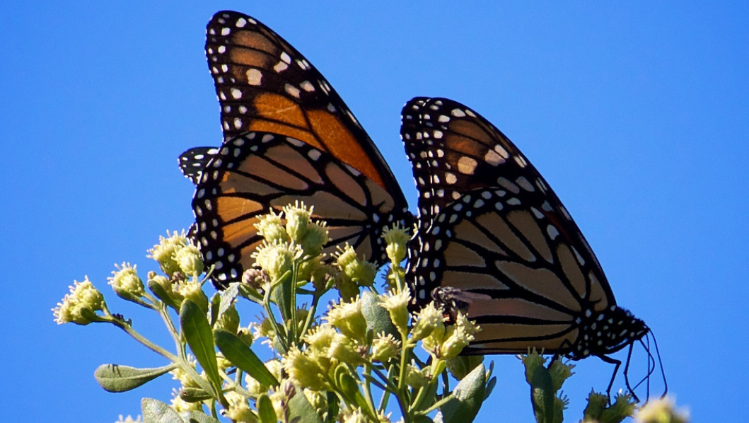 two monarch butterflies 