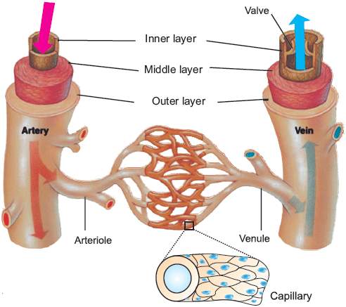                                         Blood vessels; Artery, Capillary and Vein