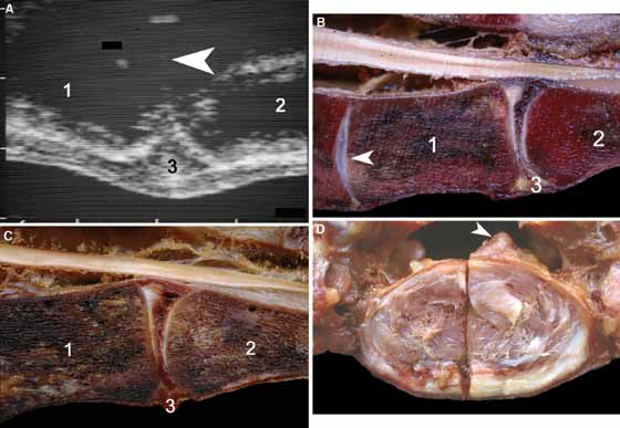 Median ultrasonographic scan of the lumbosacral junction and post- mortem examination of a 6-yr-old French trotter female.